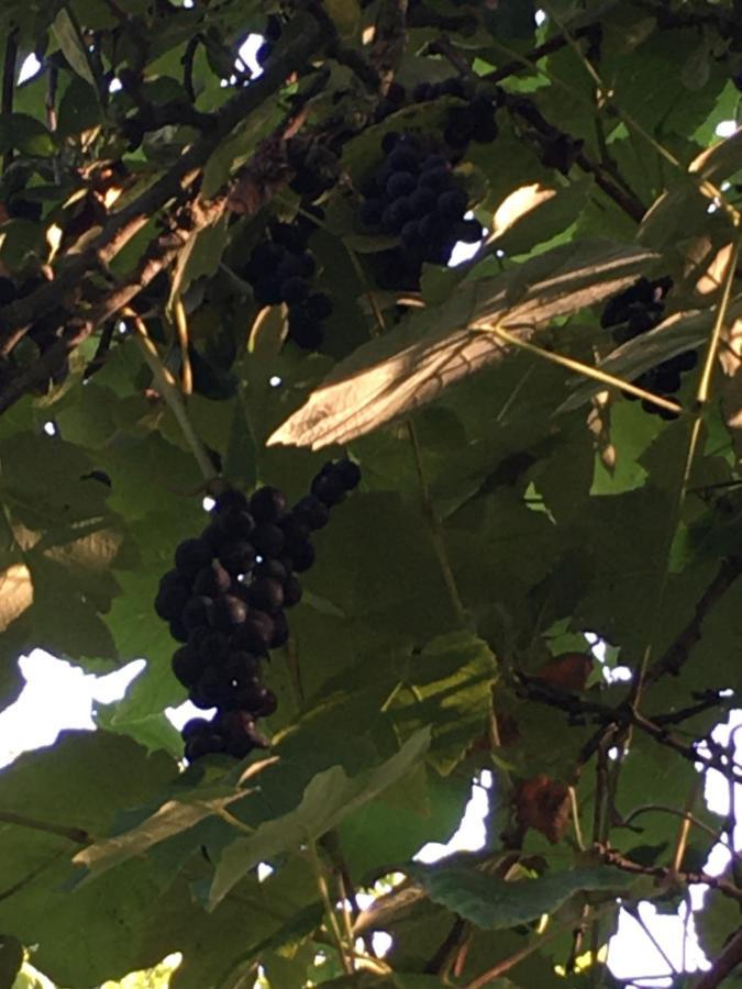 לינה וארוחת בוקר Hotot-en-Auge La Ferme Des Vignes מראה חיצוני תמונה
